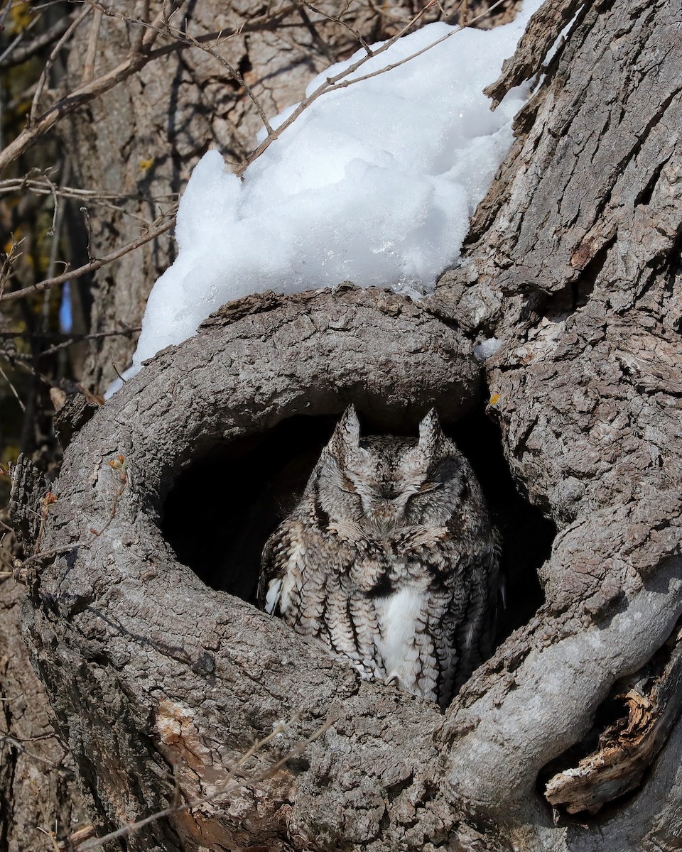 ヒガシアメリカオオコノハズク - ML650571780