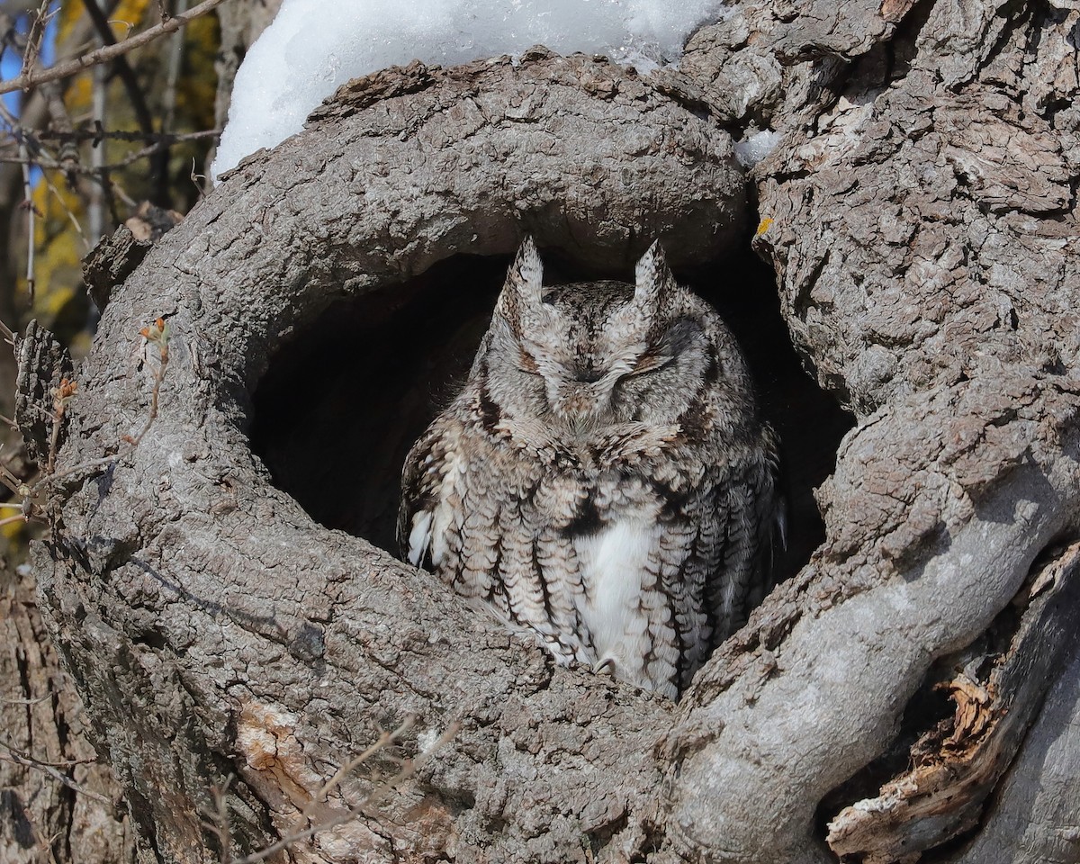 ヒガシアメリカオオコノハズク - ML650571823