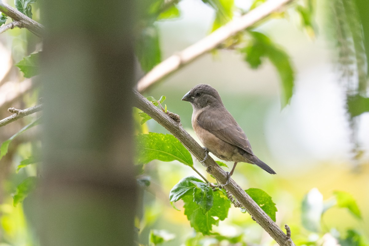 Bronze Mannikin - ML650572022