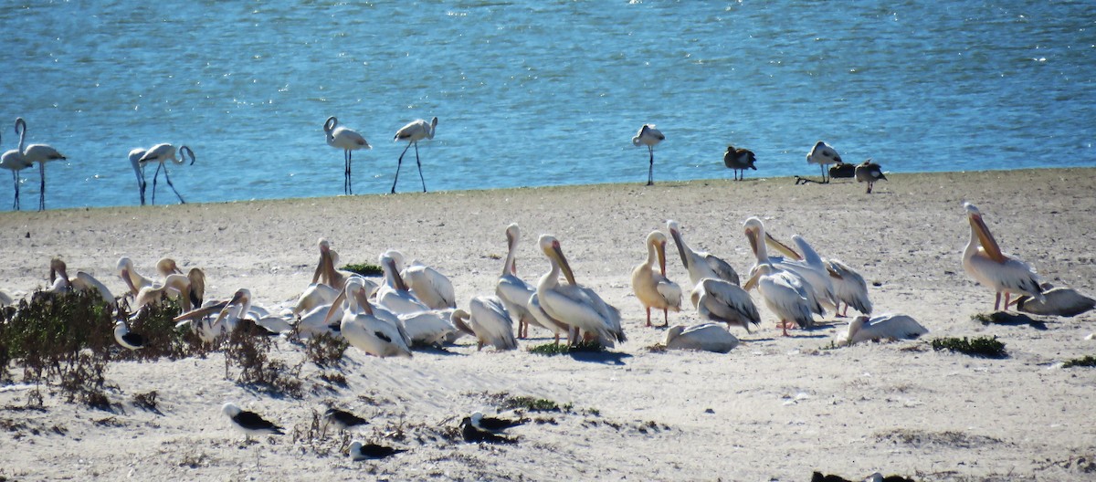 Pélican blanc - ML650572087