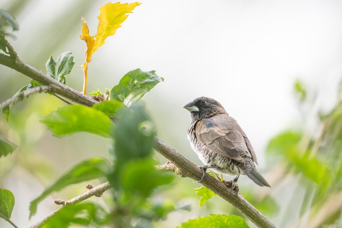 Bronze Mannikin - ML650572158