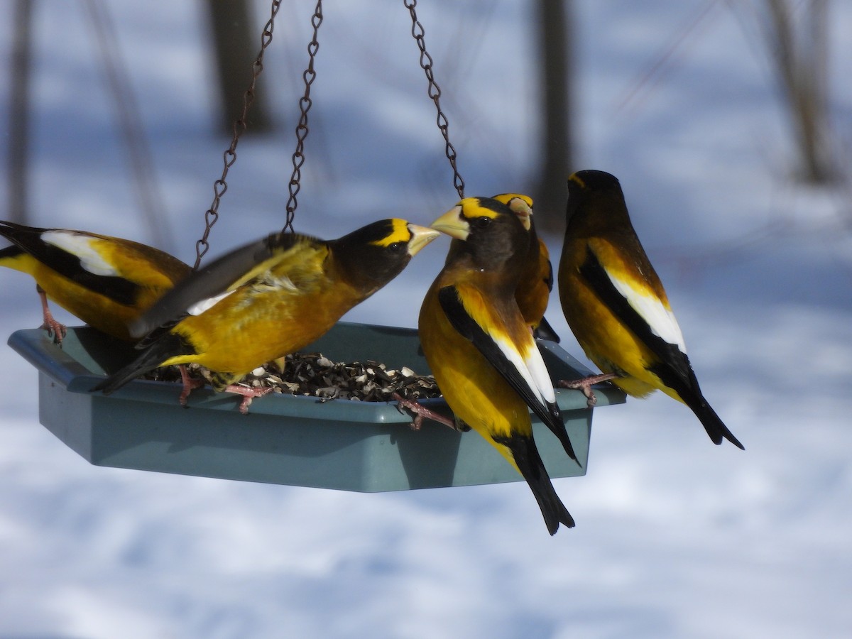 Evening Grosbeak - ML650572223