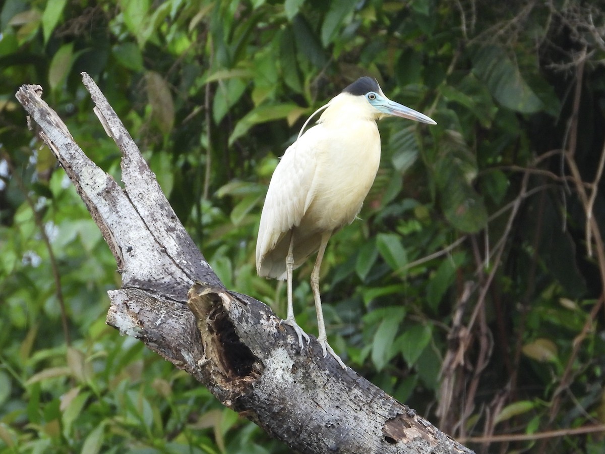 Capped Heron - ML650572227
