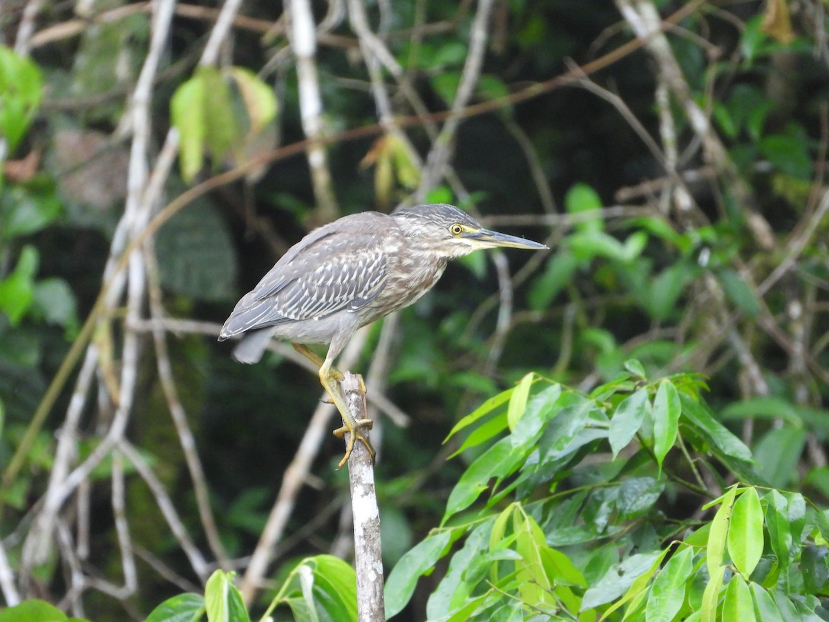 אנפית דרום אמריקנית - ML650572277
