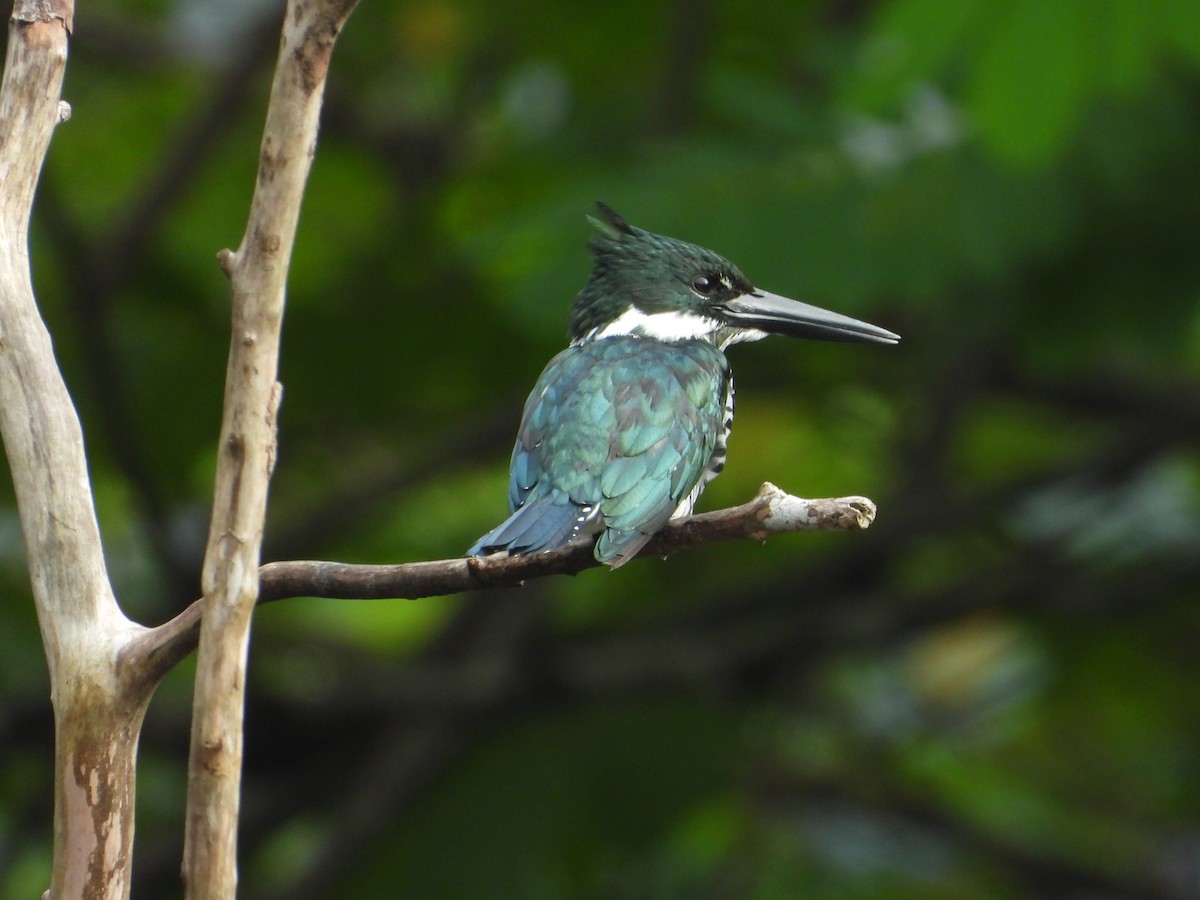 Amazon Kingfisher - ML650572318