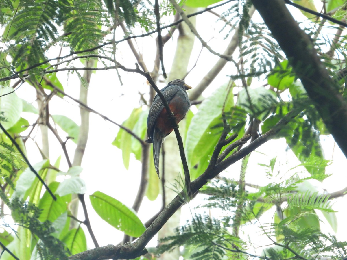 Black-tailed Trogon - ML650572350