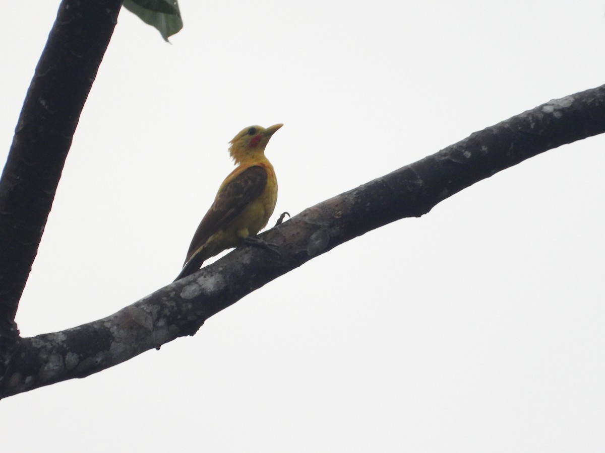 Cream-colored Woodpecker - ML650572373