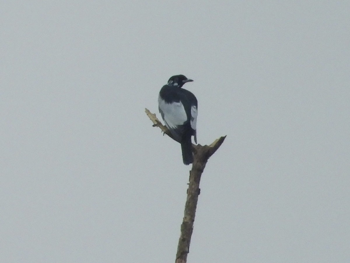 Bare-necked Fruitcrow - ML650572477
