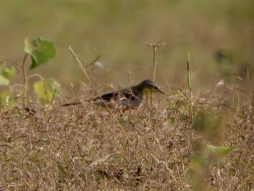 灰鶺鴒 - ML650572484