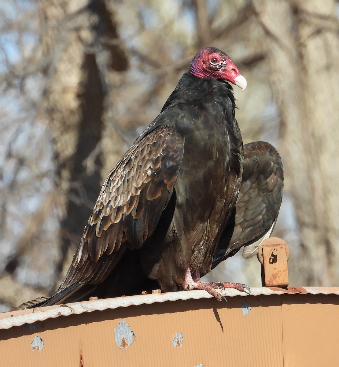 Urubu à tête rouge - ML650572628