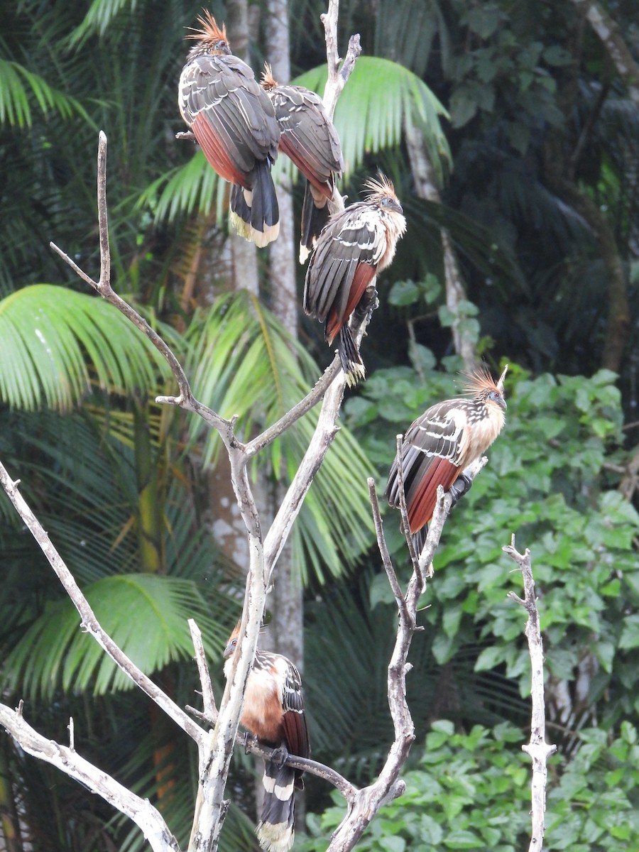 Hoatzin - ML650572655