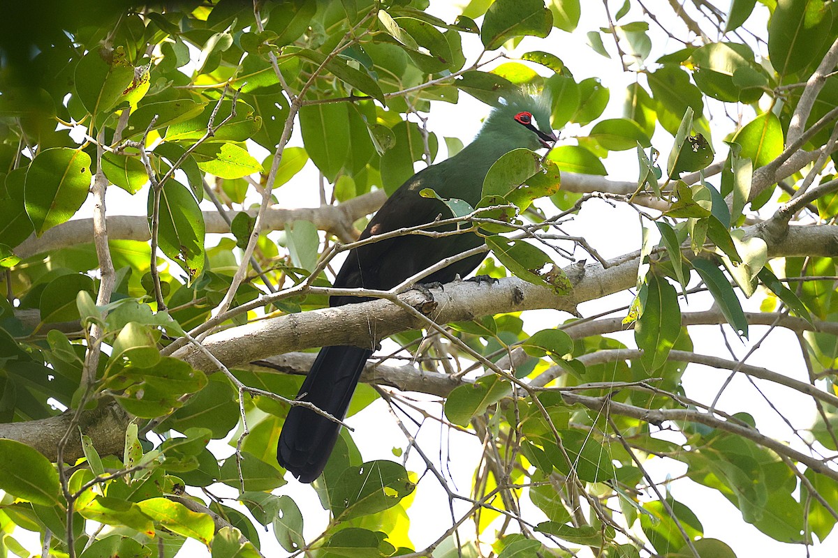 Guinea Turaco - ML650572684