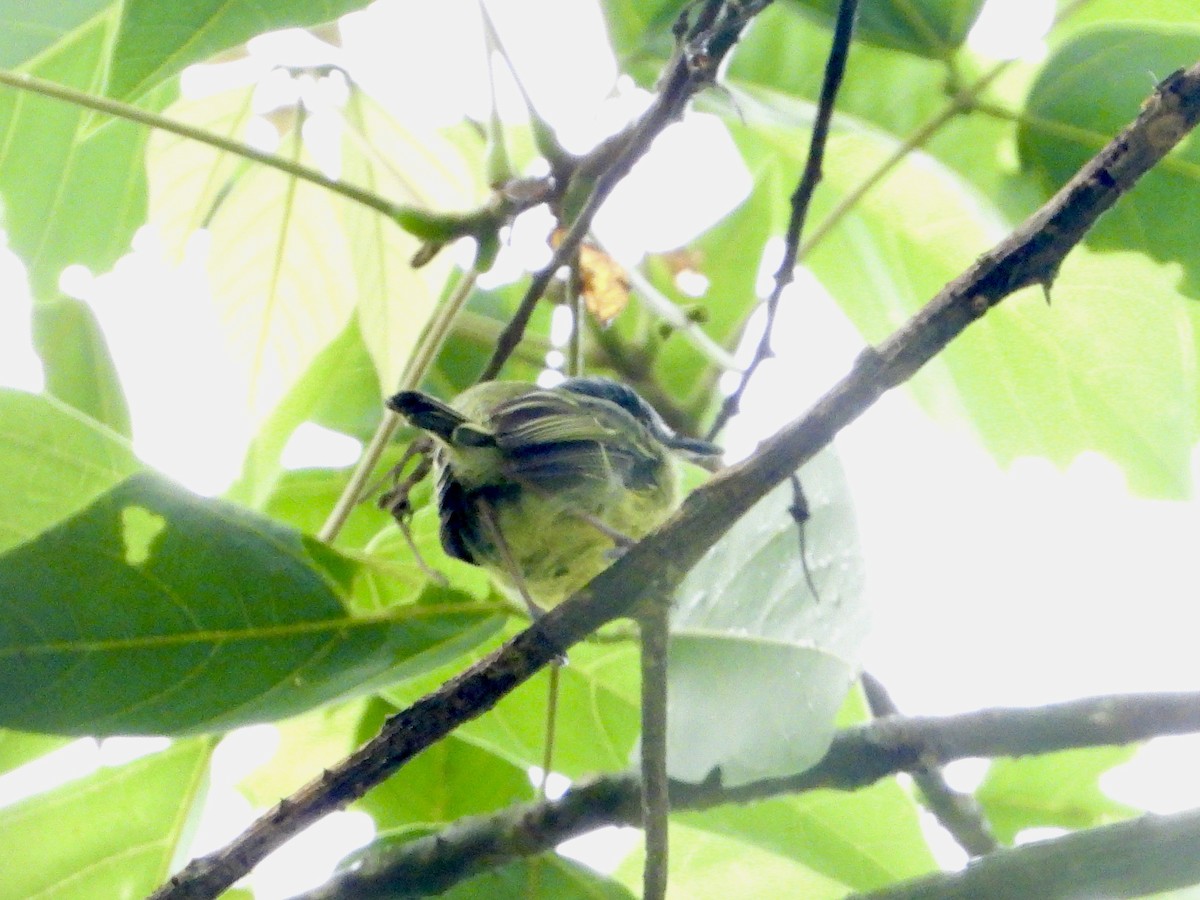 Johannes's Tody-Tyrant - ML650572688