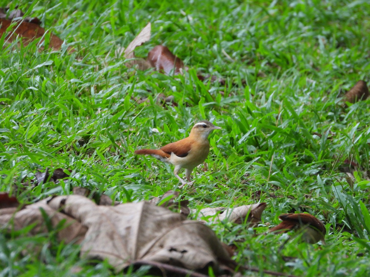 Pale-legged Hornero - ML650572744