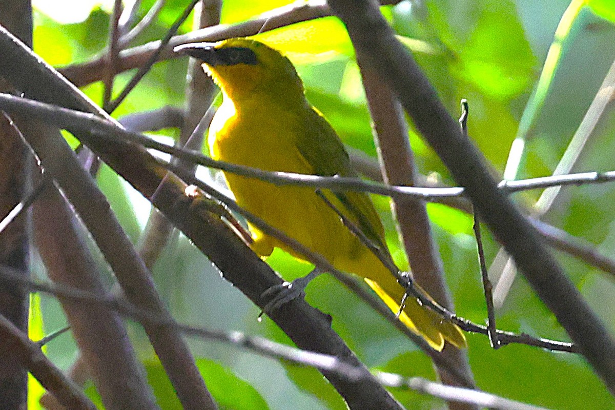 Olive-naped Weaver - ML650572818