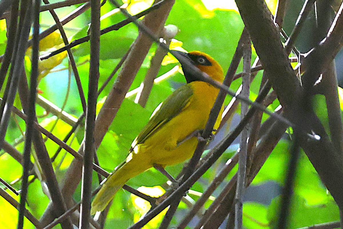 Olive-naped Weaver - ML650572830