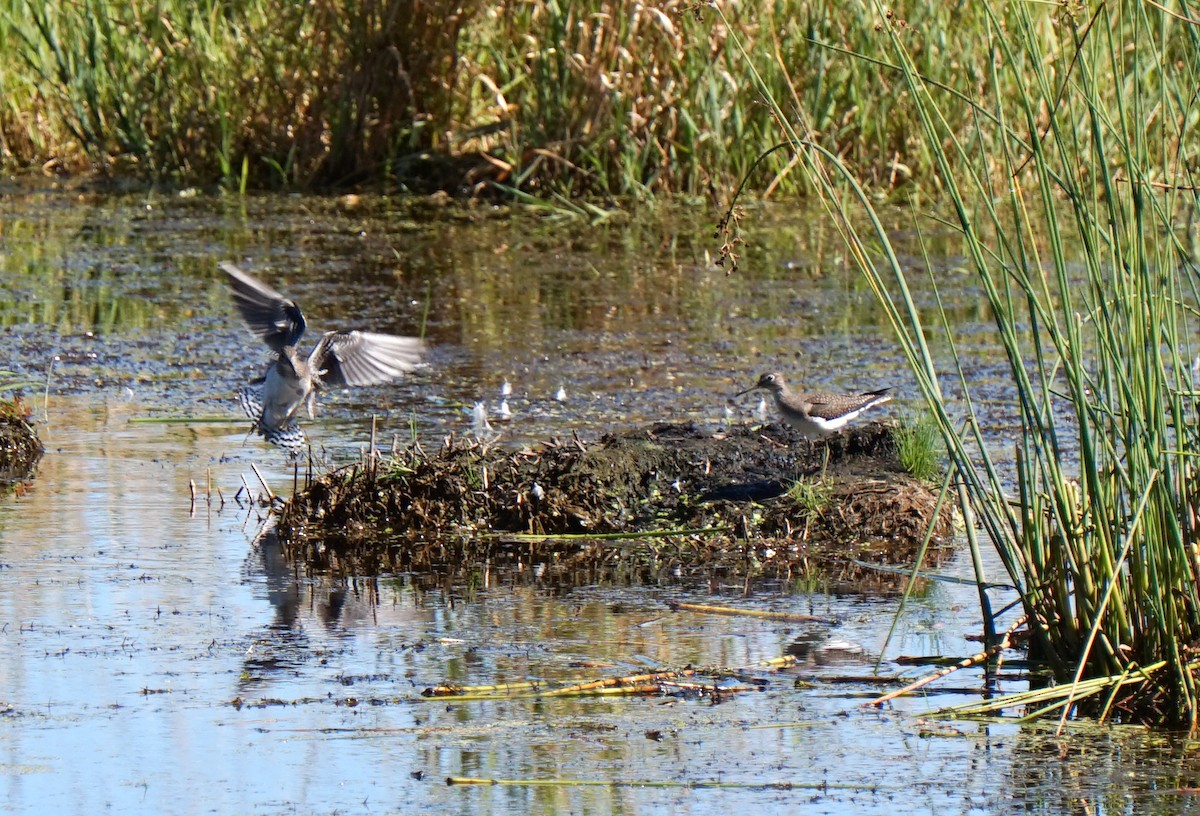 Einsiedelwasserläufer - ML650572858