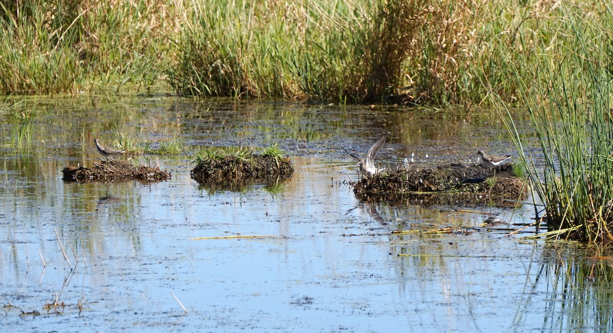 Einsiedelwasserläufer - ML650572859