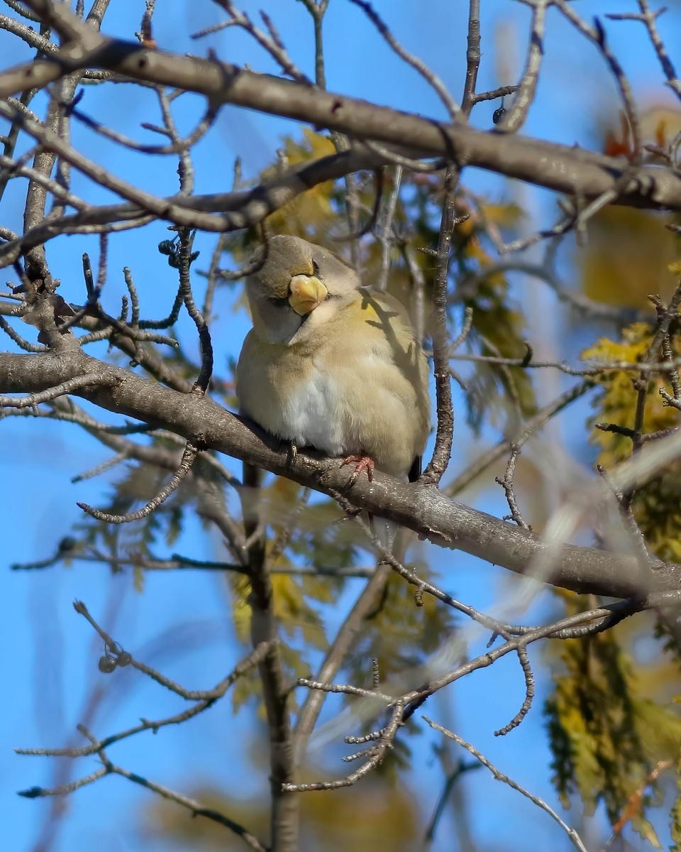 Evening Grosbeak - ML650573034