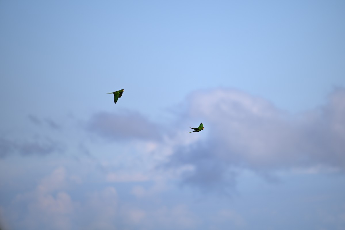 Scarlet-fronted Parakeet - ML650573053