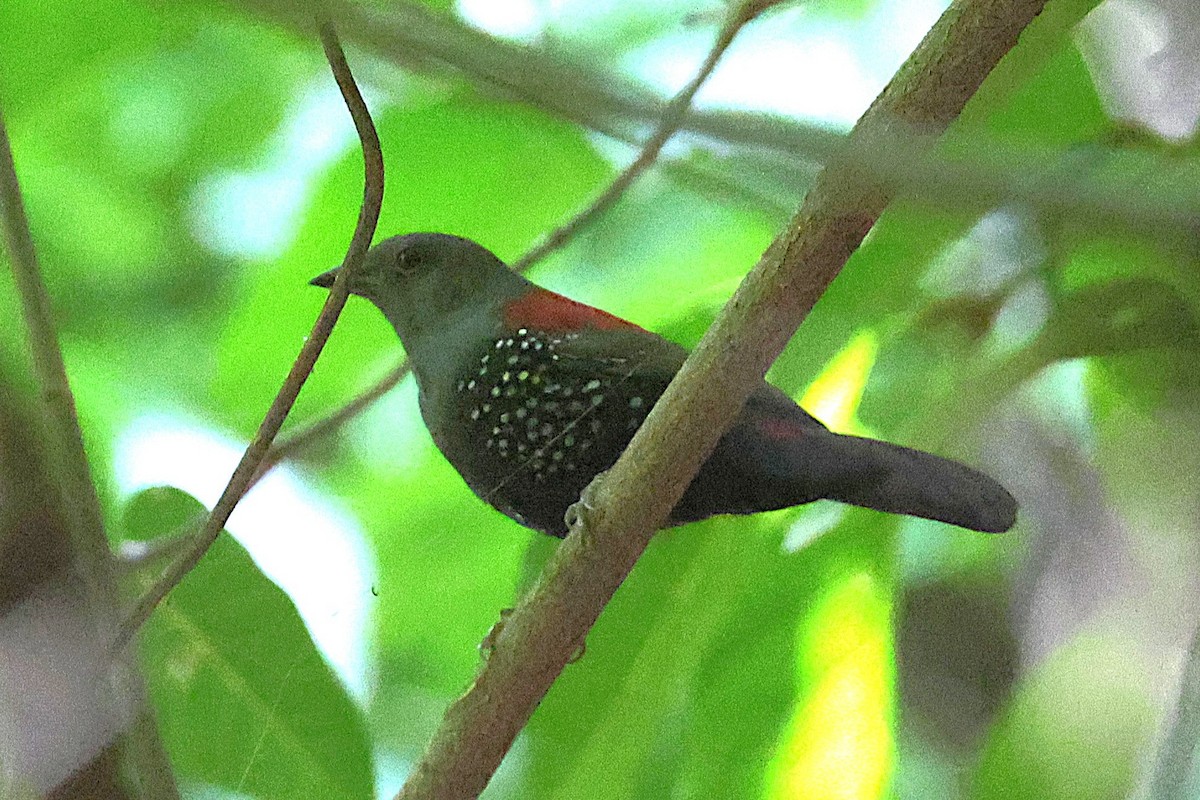 Dybowski's Twinspot - ML650573057