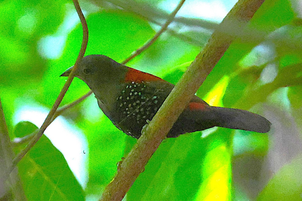 Dybowski's Twinspot - ML650573113