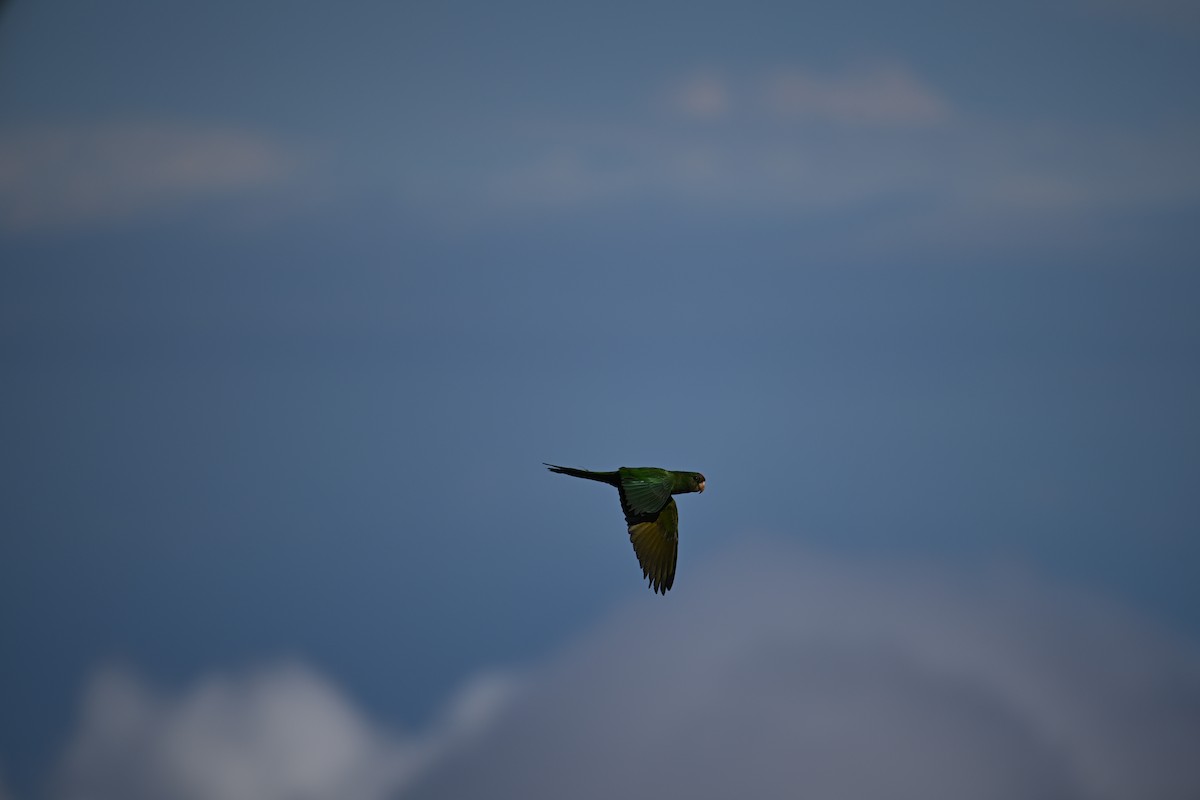 Scarlet-fronted Parakeet - ML650573119