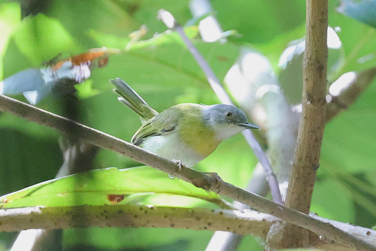 Yellow-breasted Apalis - ML650573182