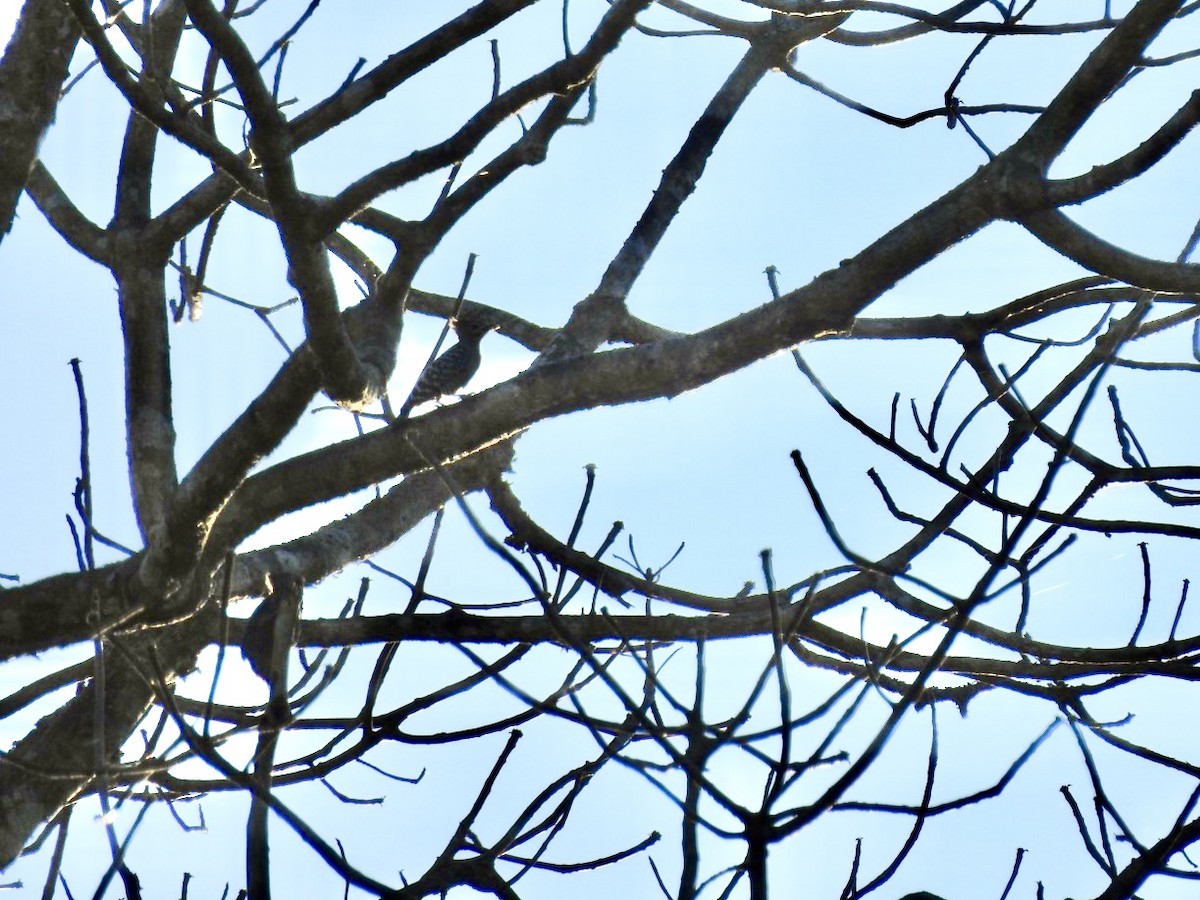 Buff-rumped Woodpecker - ML650573218