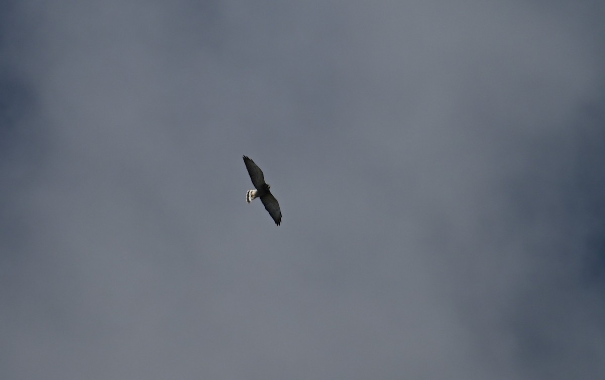 Broad-winged Hawk - ML650573240