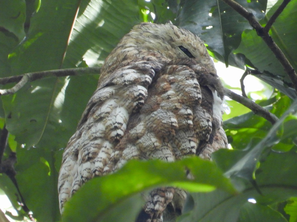 Great Potoo - ML650573243