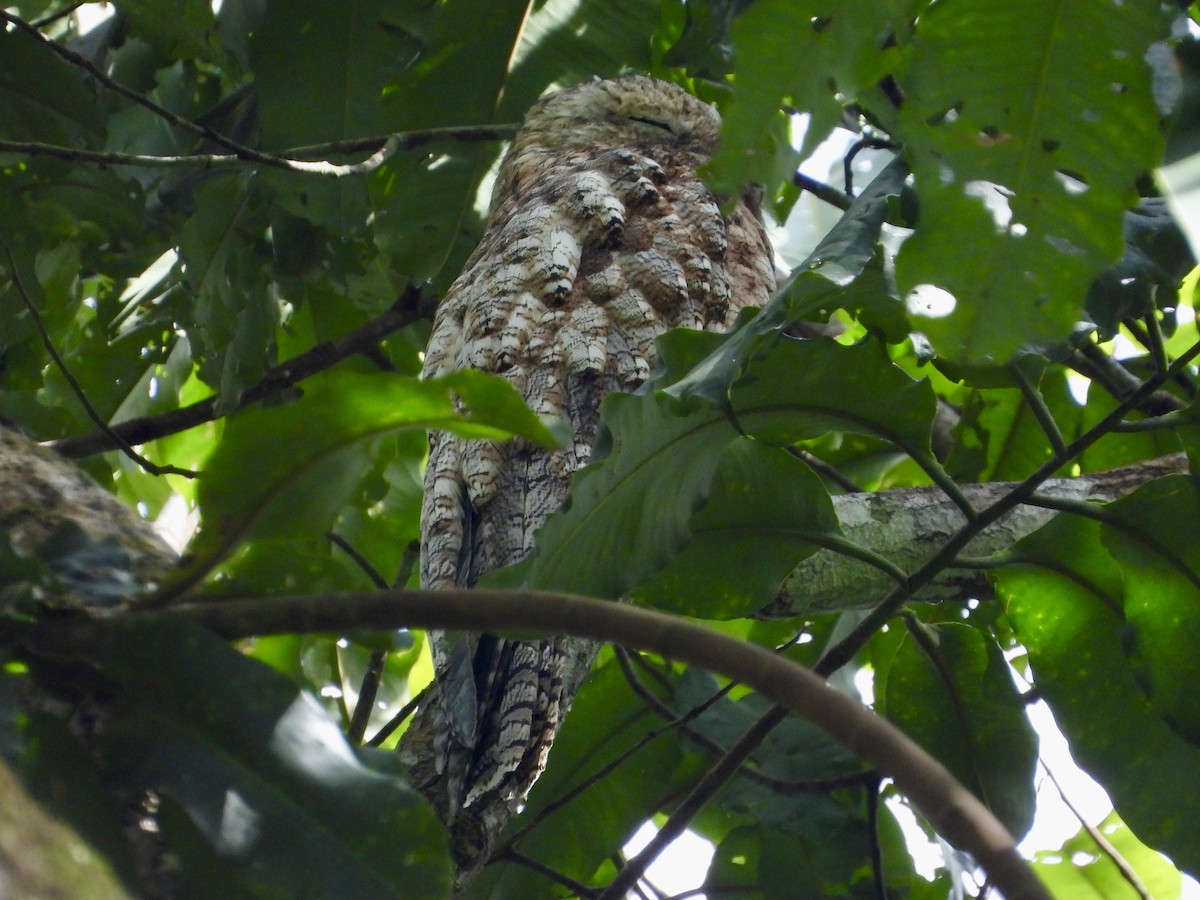 Great Potoo - ML650573244
