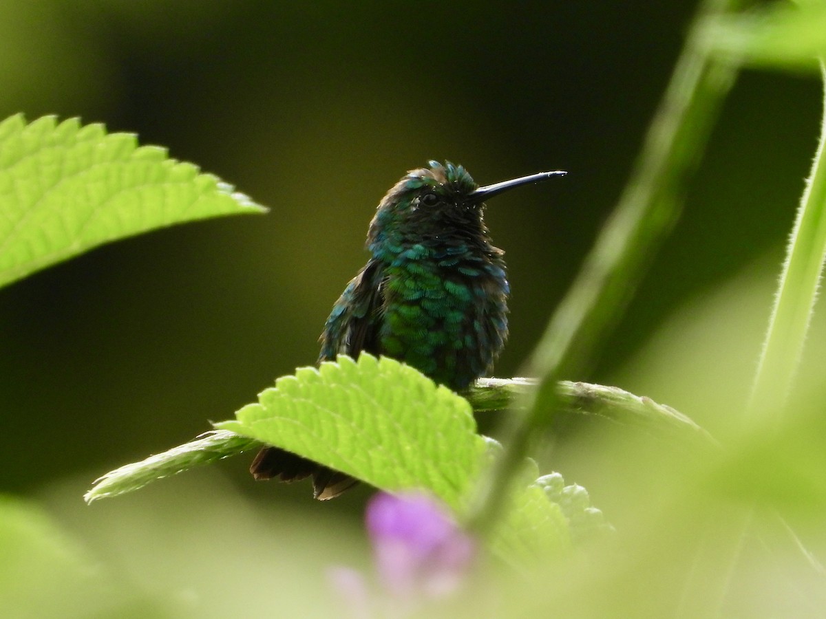 Blue-tailed Emerald - ML650573251