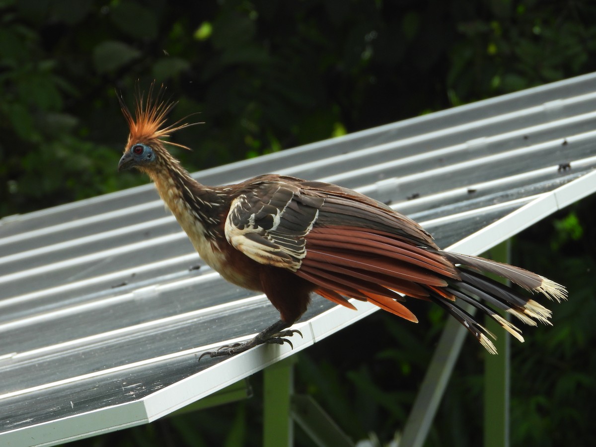 Hoatzin - ML650573256