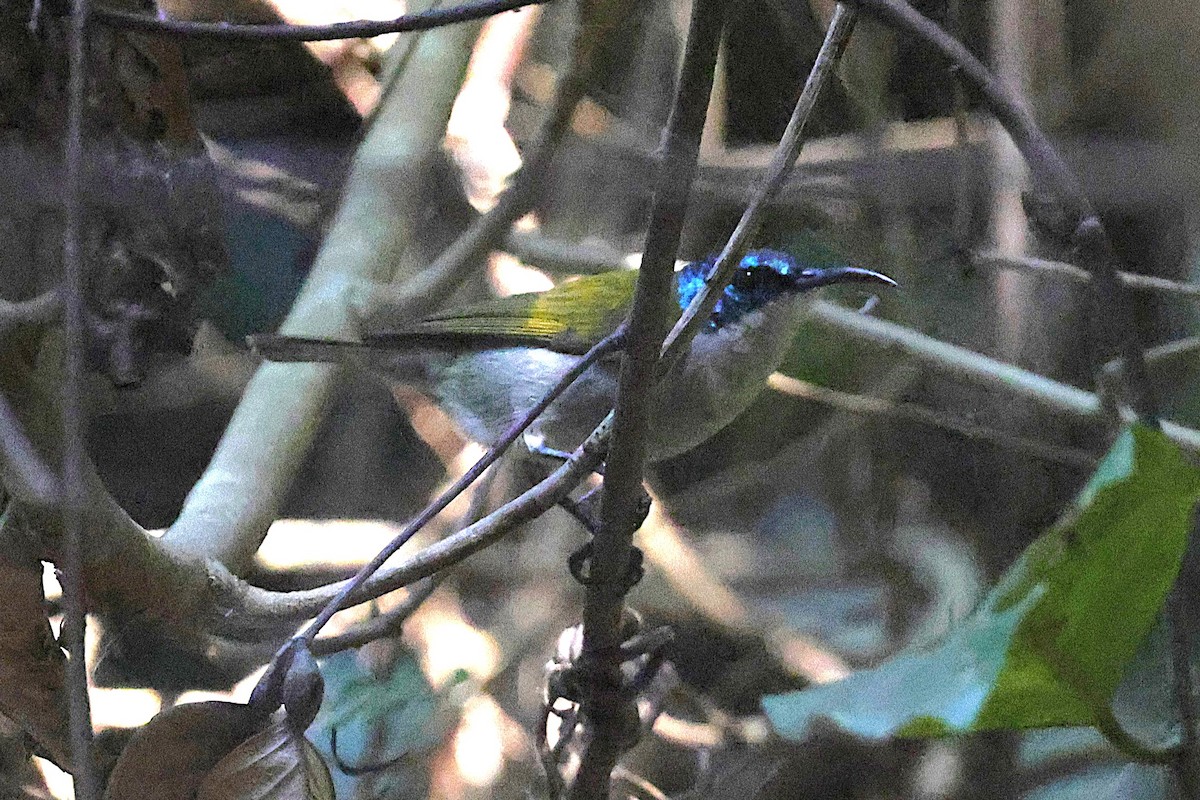 Green-headed Sunbird - ML650573283