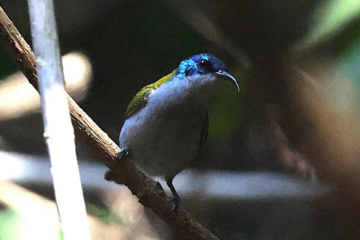 Green-headed Sunbird - ML650573303