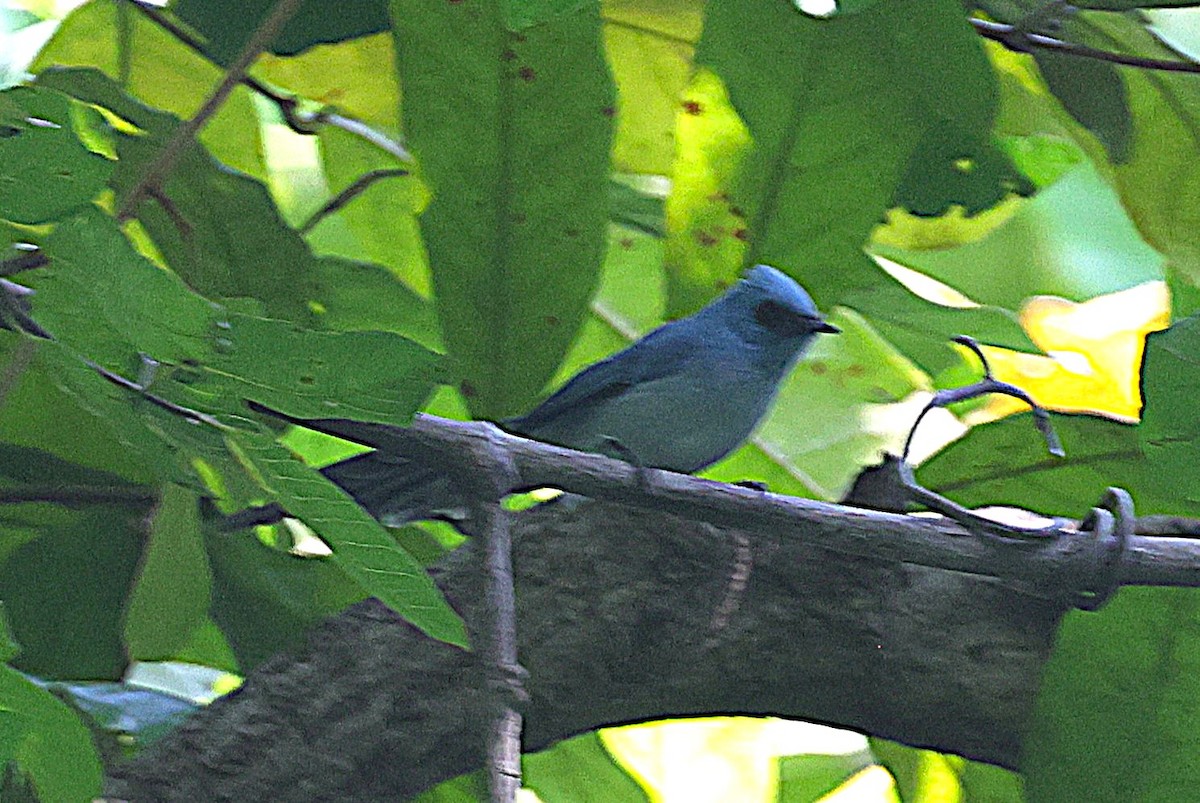 African Blue Flycatcher - ML650573332