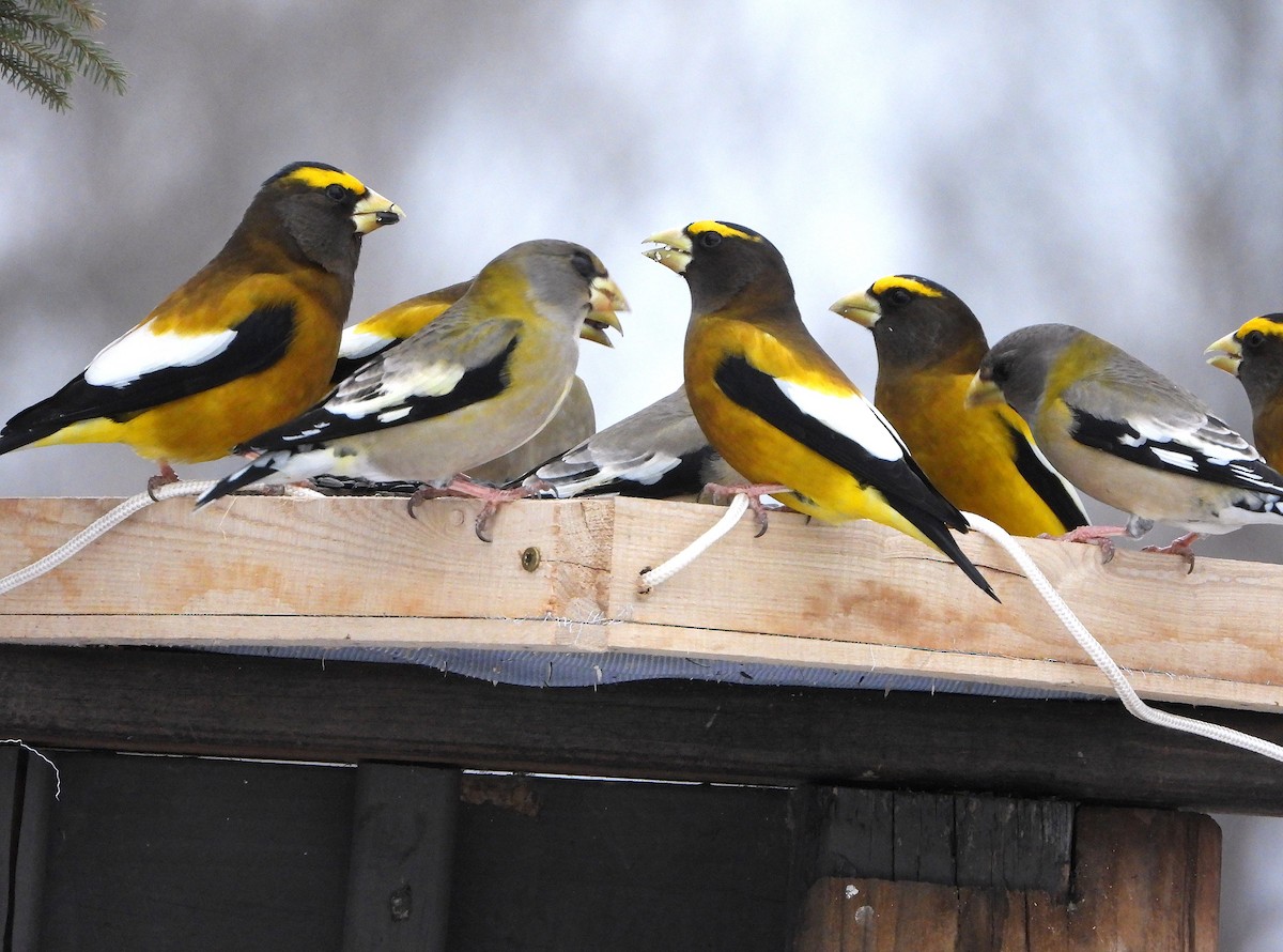 Evening Grosbeak - ML650573353