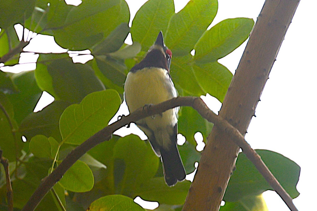 Brown-throated Wattle-eye - ML650573429