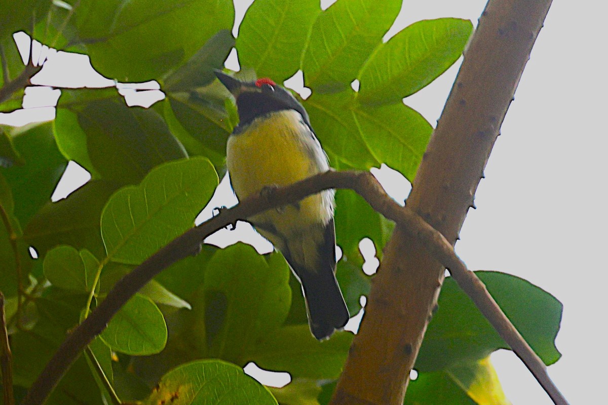 Brown-throated Wattle-eye - ML650573432