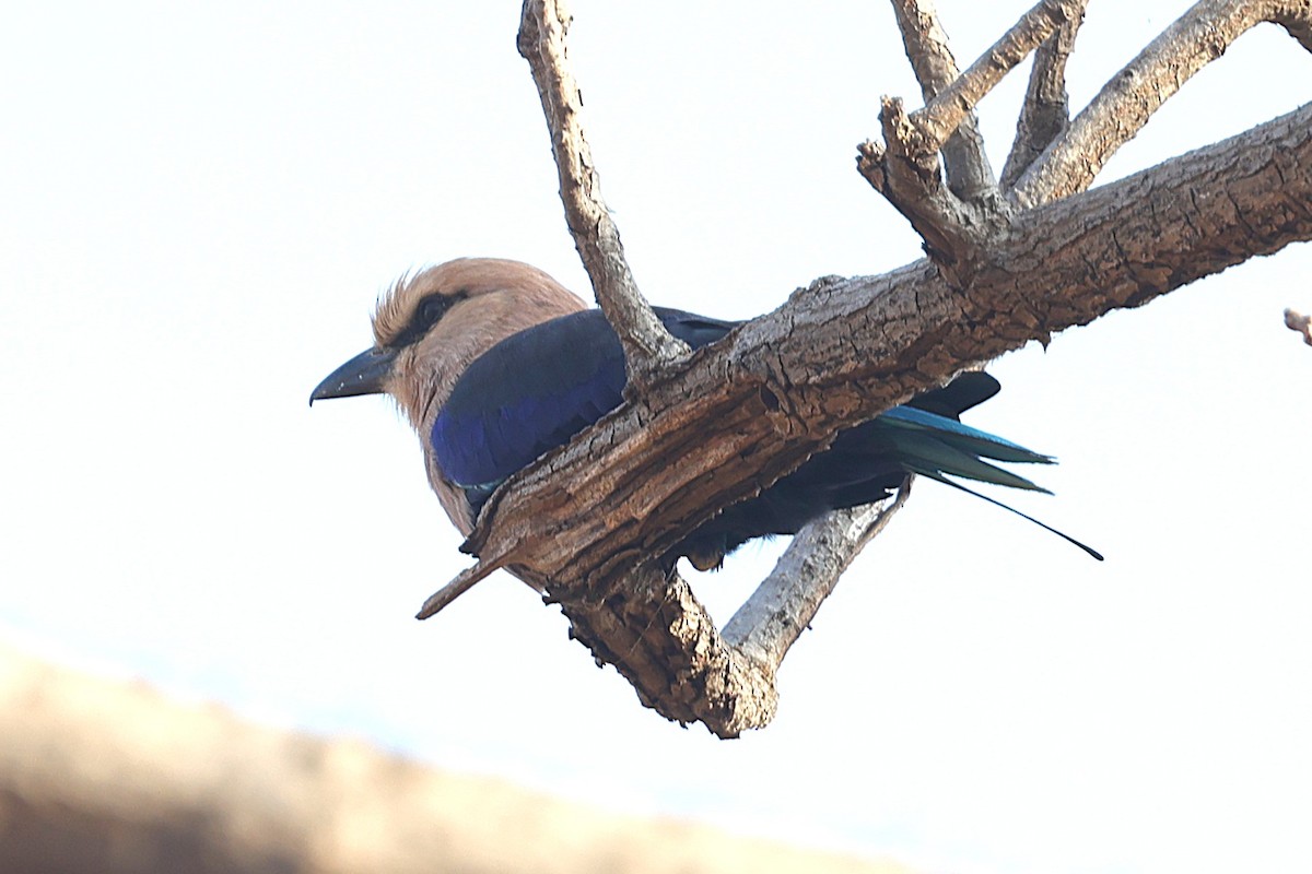 Blue-bellied Roller - ML650573691