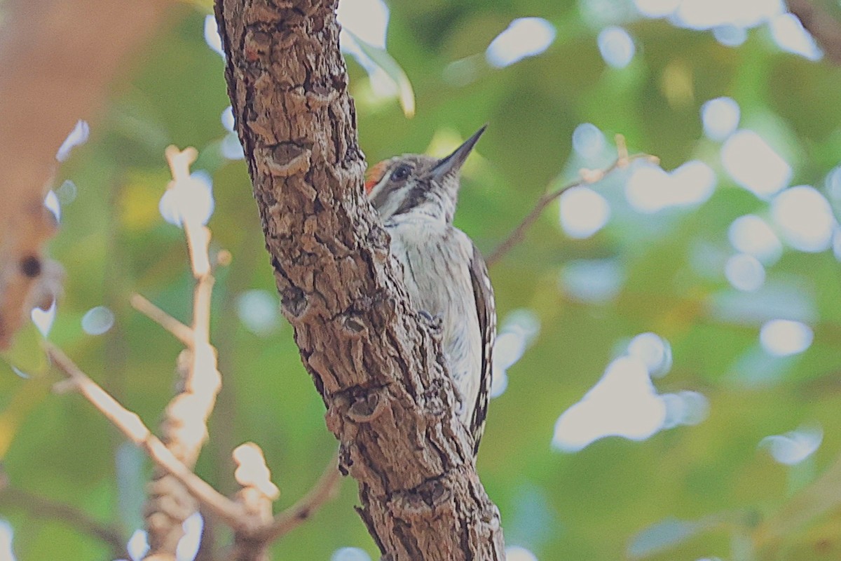 Brown-backed Woodpecker - ML650573706