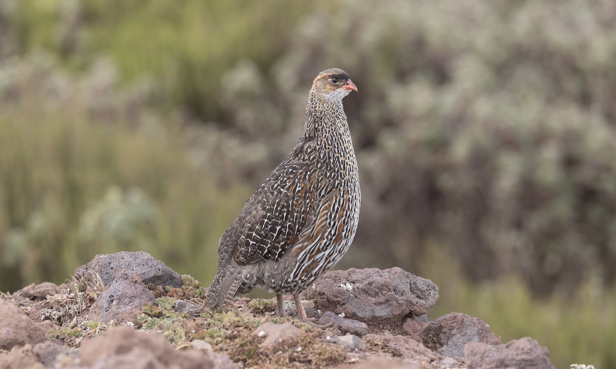 Chestnut-naped Spurfowl - ML650573727