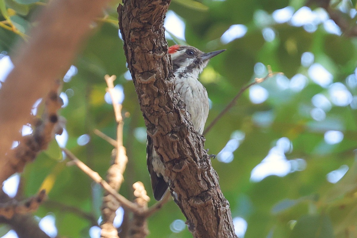 Brown-backed Woodpecker - ML650573753