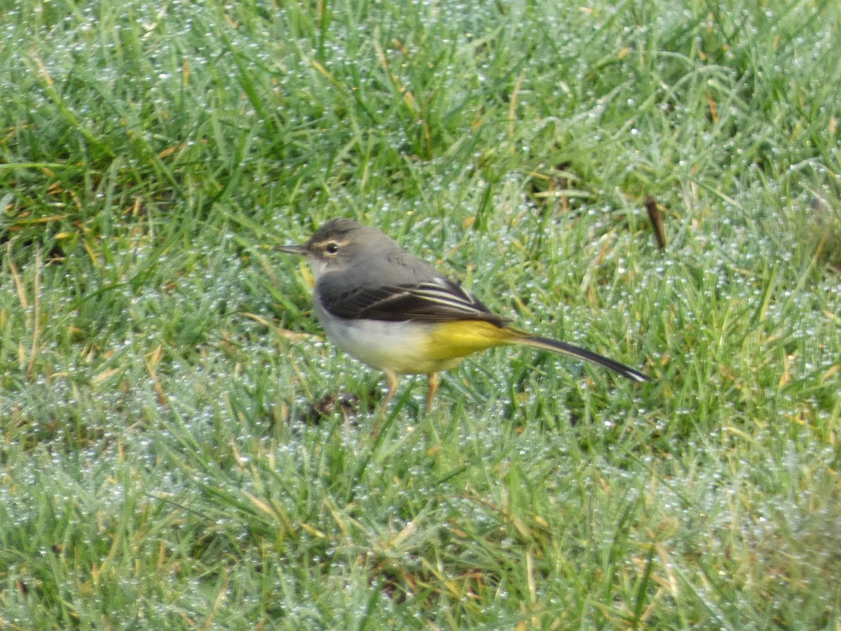 灰鶺鴒 - ML650573811