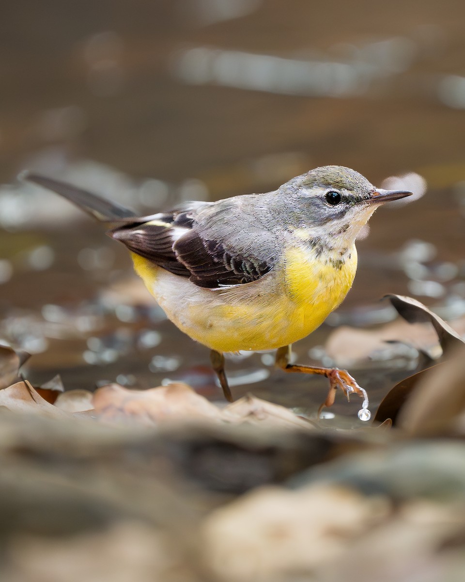 灰鶺鴒 - ML650573867