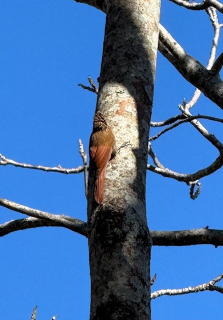 stripehodetreløper - ML650573924