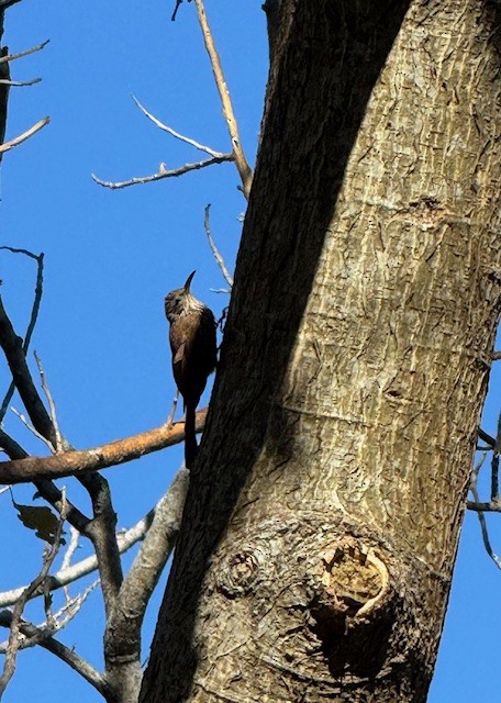 stripehodetreløper - ML650573925