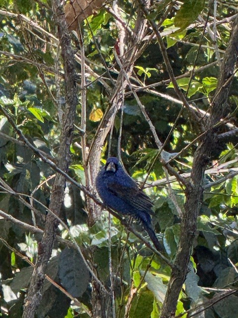 blåtykknebb - ML650573972