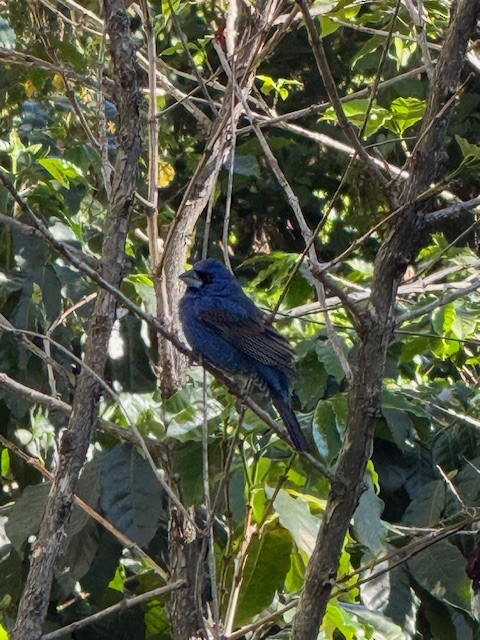 blåtykknebb - ML650573973